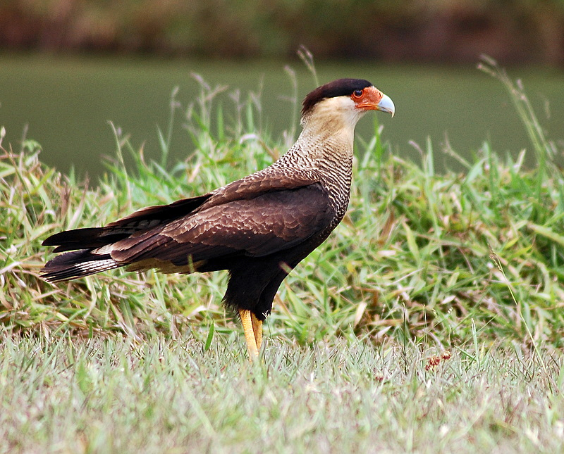 Caracara plancus-2.jpg