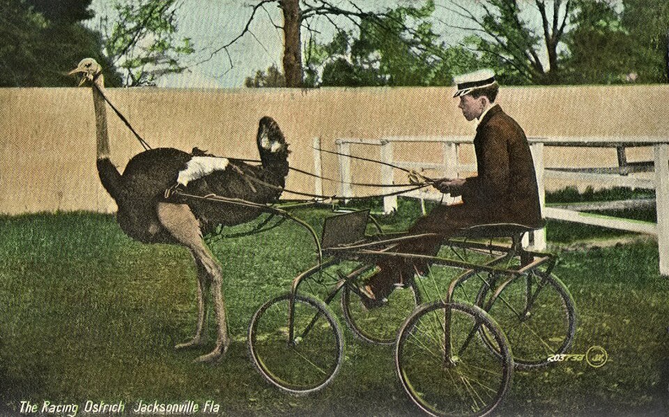 Коляска 1910. Страус в упряжке