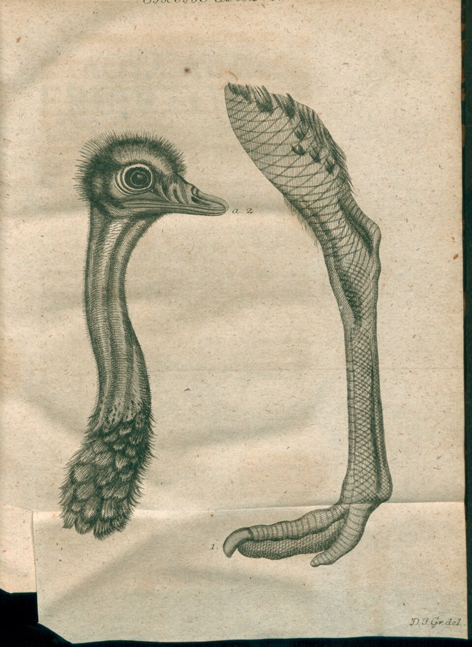 Иллюстрация, опубликованная в Acta eruditorum, 1759\n\nИз-за перьев, которые шли на украшение дамских