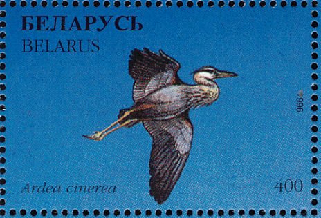 Stamp of Belarus - 1996 - Colnect 278472 - Grey Heron Ardea cinerea.jpeg