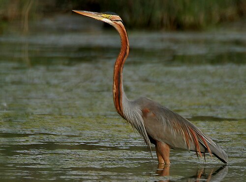 Ardea purpurea manilensis