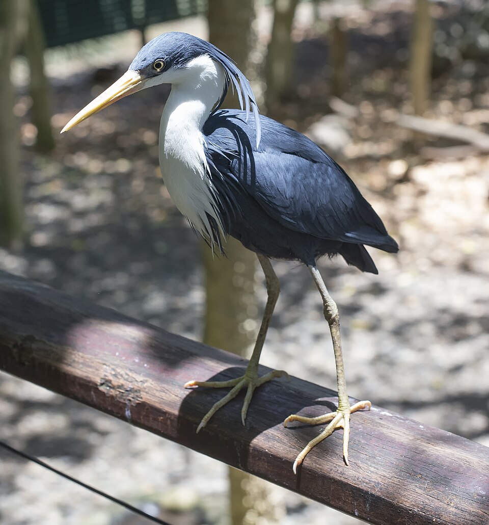 Ardea picata -Wildlife Habitat Port Douglas, Queensland, Australia -breeding plumage-8.jpg