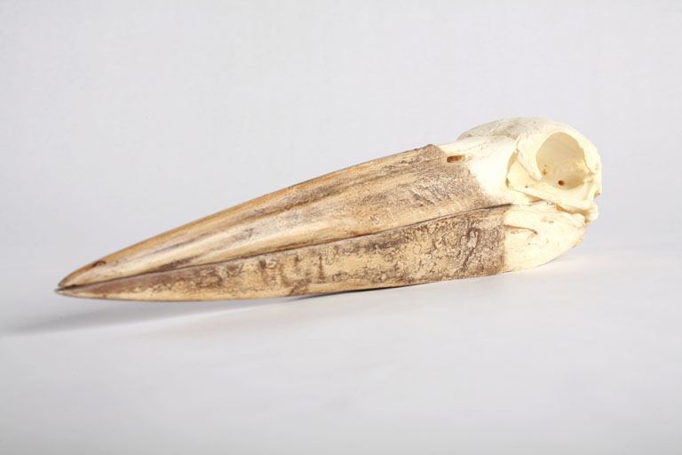 The Childrens Museum of Indianapolis - Marabou stork skull cast.jpg