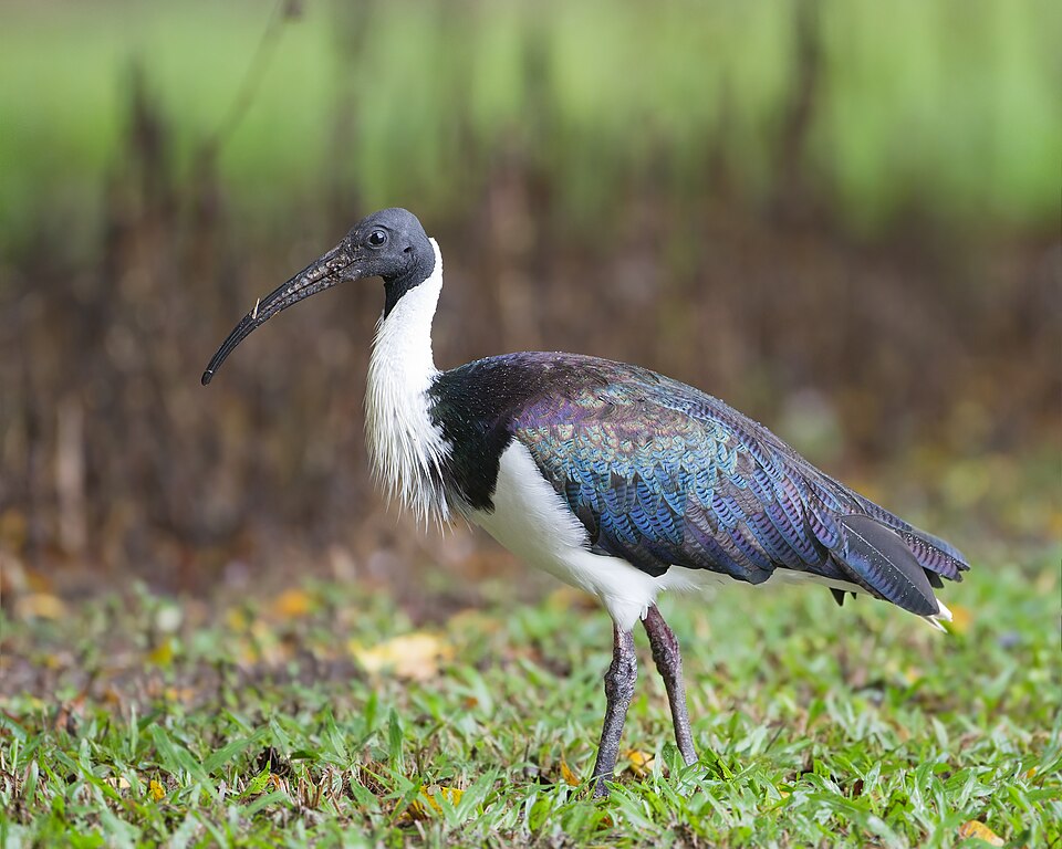Threskiornis spinicollis - Centenary Lakes.jpg