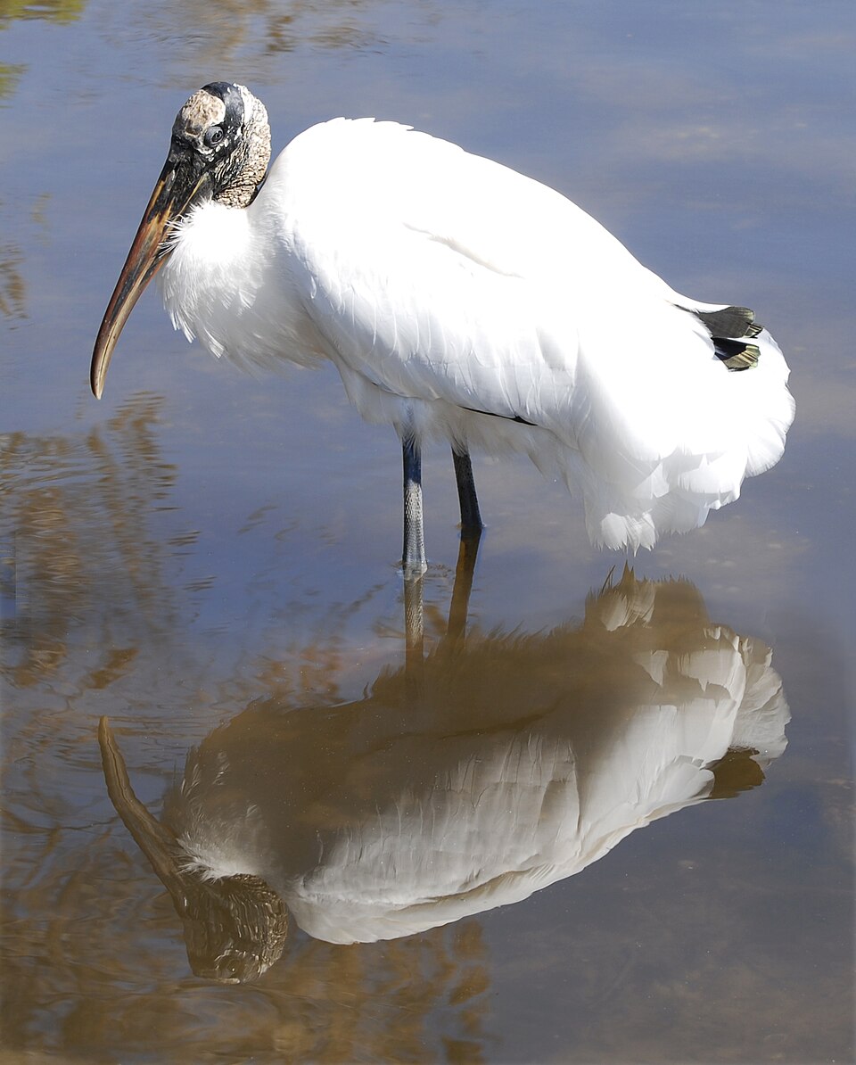 Upon Reflection.... - Flickr - Andrea Westmoreland.jpg