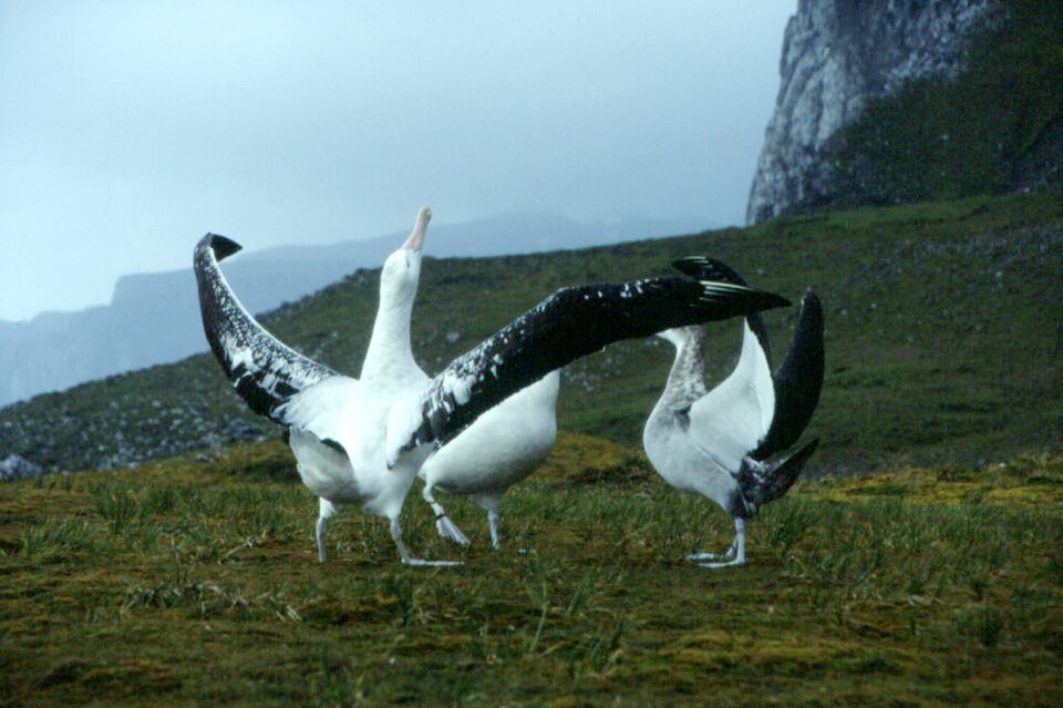 Kerguelen - Diomedea exulans - wooing.jpg