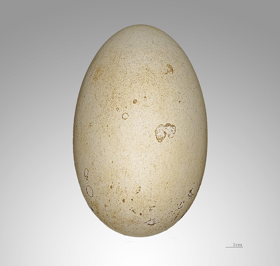 Thalassarche melanophris MHNT.jpg