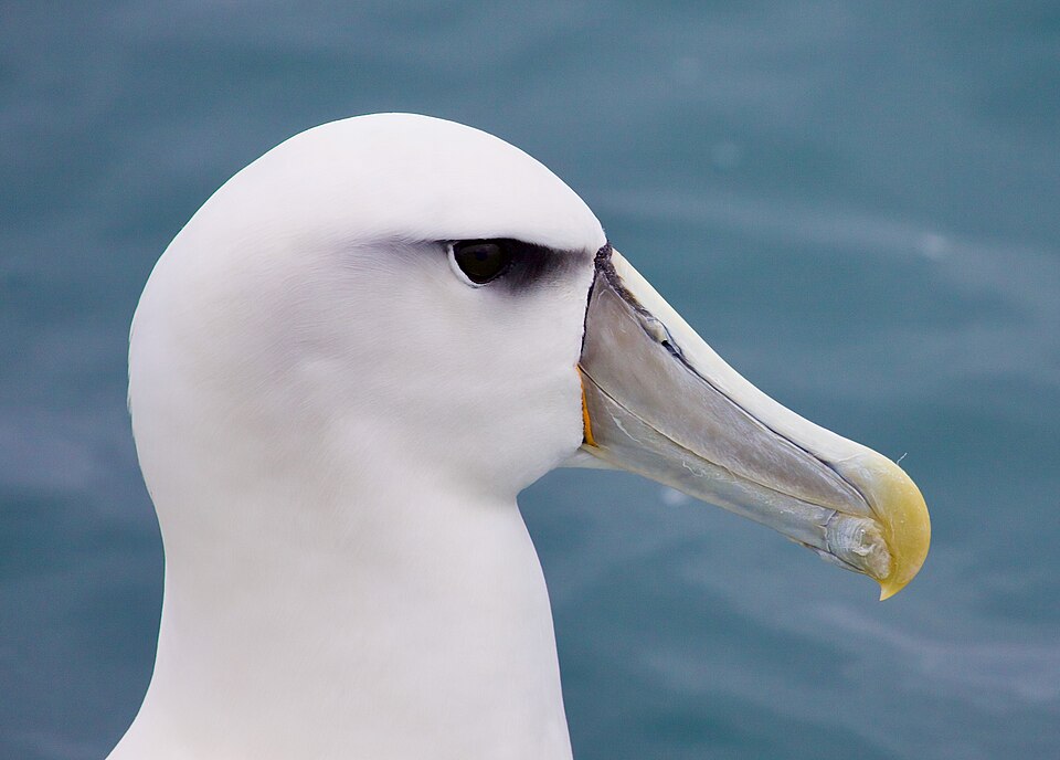Thalassarche cauta steadi\n\nВыделяют ряд подвидов.\n\n